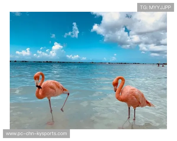 阿鲁巴自行车赛吸引众多骑行爱好者，阿鲁巴205